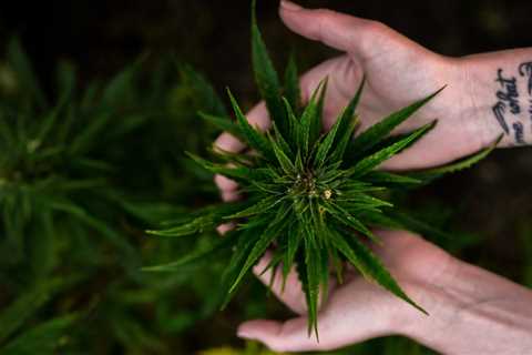 Kentucky Lawmakers Approve Medical Marijuana Legalization Bill In Committee