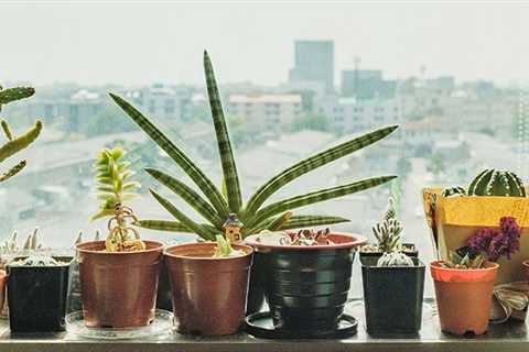 Your Houseplants Really Can Impact Indoor Air Quality, Depending on The Pollutant
