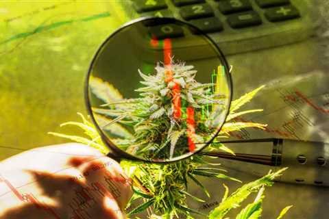 3 Marijuana Stocks To Watch Mid Week For Better Trading