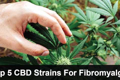 Review Of Best CDB Strains For Fibromyalgia | CBDhealinghand.com