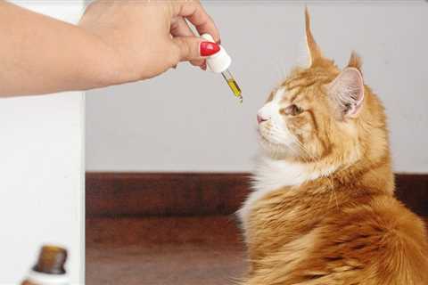 CBD for Cats: Here’s What You Need to Know