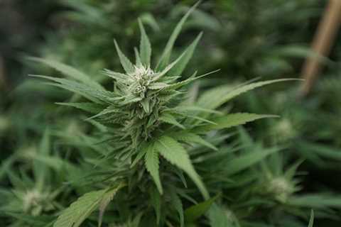 Maryland Senators Raise Questions About House-Passed Marijuana Legalization Bills In Committee..