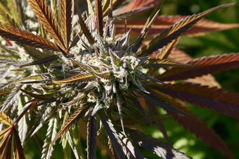 South Carolina Lawmakers Hear Senate-Passed Medical Marijuana Legalization Bill In Committee