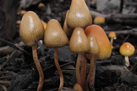 Hawaii Lawmakers Approve Senate-Passed Psilocybin Workgroup Resolution In Committee