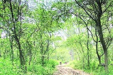 Study shows Karnataka forest ecosystem services incurred Rs 3,831.28 crore loss