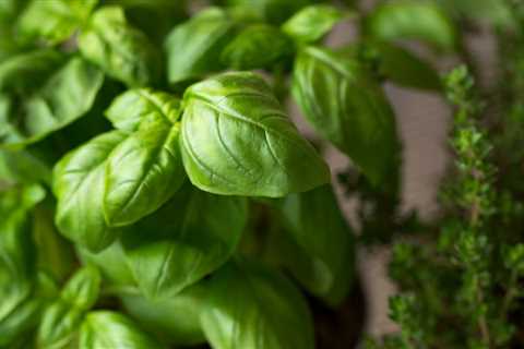 This Popular Herb May Help Reduce Your Risk of Alzheimer’s Disease