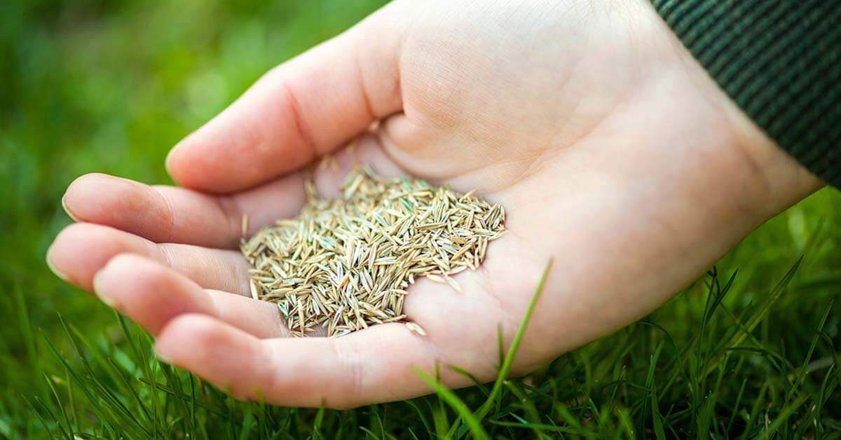 Health Benefits of Grass