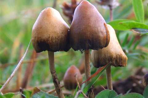 Early clinical data on psilocybin in anorexia point Compass to potential new opportunity