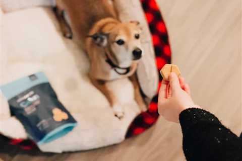What Are CBD Dog Treats? How Do They Differ From Tincture?