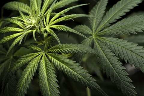 DE legal cannabis bill falls short on House floor (Newsletter: May 20, 2022)