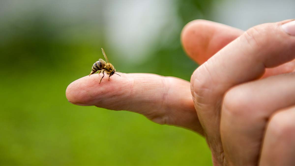 Does Bee Venom Therapy Work To Treat Chronic Lyme Disease?