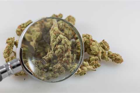 Top Federal Drug Agency Wants To Create A National Medical Marijuana Registry To Track How Patients ..