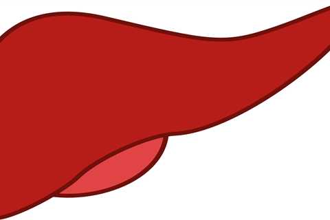 Tissue Model Reveals Key Players In Liver Regeneration