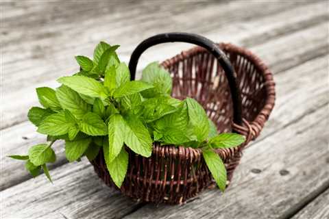 5 Surprising Beauty Benefits of Mint