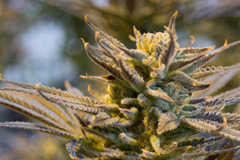 Prop 65 plaintiffs set their sights on cannabis industry