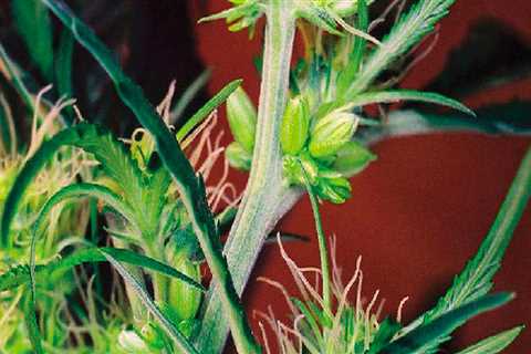 Are cannabis plants hermaphrodite?