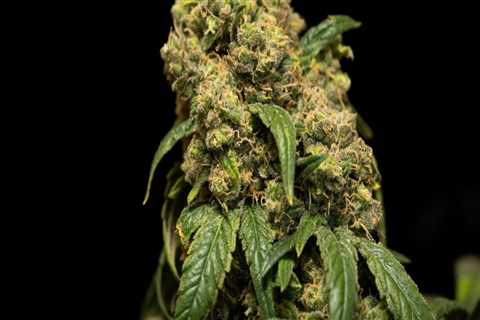 Is sour diesel strong?