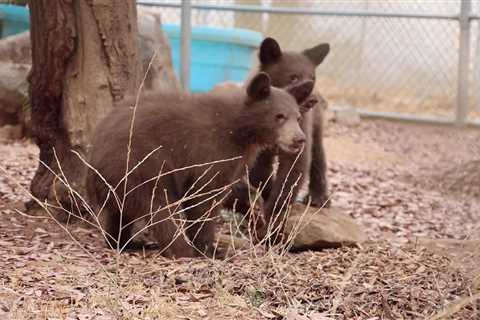 Raw video: Bears rescued from Inland Empire