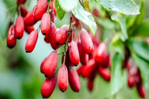 How long does it take berberine to work?