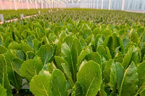 How much can you sell hydroponic lettuce for?