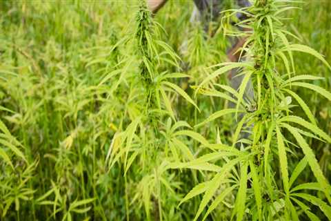 Is farming hemp profitable?