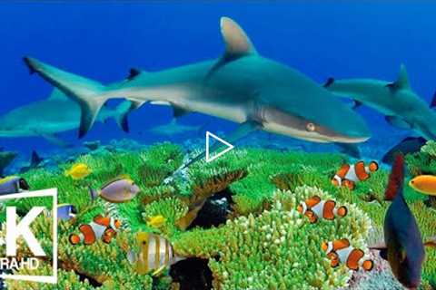 4K Underwater Wonders + Relaxing Music 🐠 Tropical Fish, Coral Reefs - Reduce Stress And Anxiety