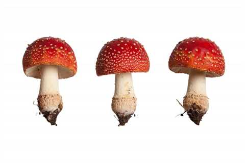 U.S. Dispensary Selling Legal “Magic” Mushrooms – What This Means for the Future