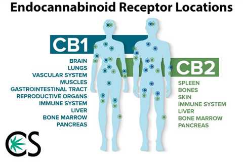 How Much CBD Oil to Take for Anxiety