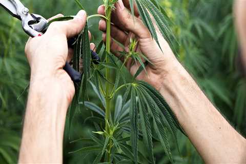 Is hemp a growing industry?