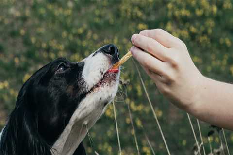 Does cbd need to build up in dogs system?