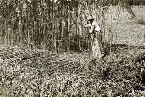 What is the history of hemp?