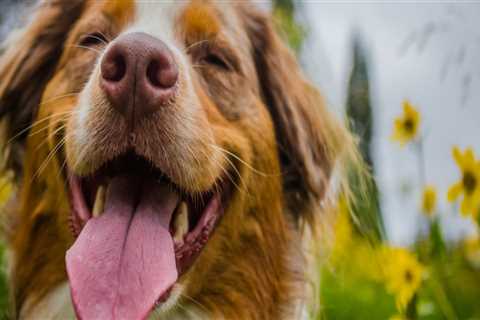 How long does it take for a dog to feel the effects of cbd oil?