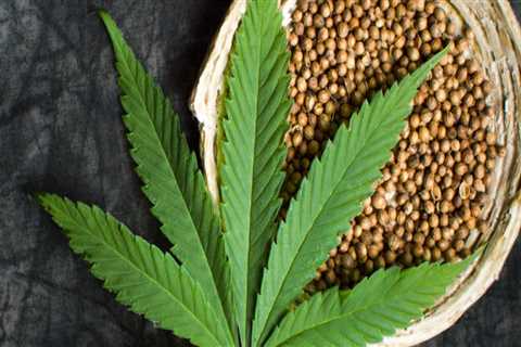 Is the hemp plant a drug?