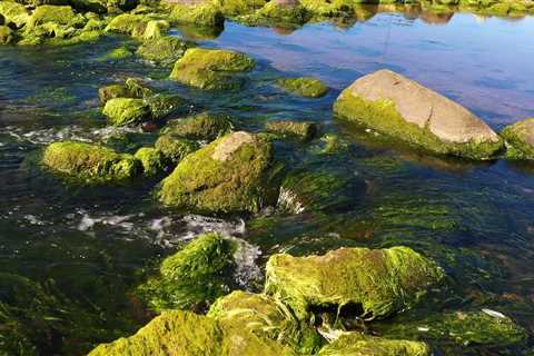 Little river in an algae landscape. 10 hours of relaxing water sounds