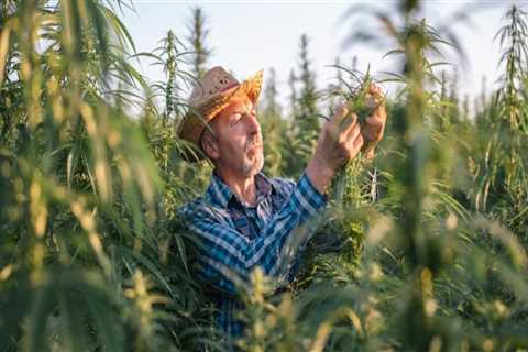 Is growing hemp a profitable business?