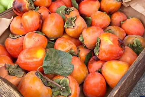 Persimmons 101: Health Benefits, Recipes, and More