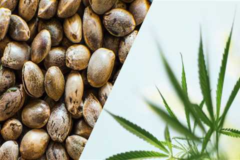 Is industrial hemp the same as cbd?