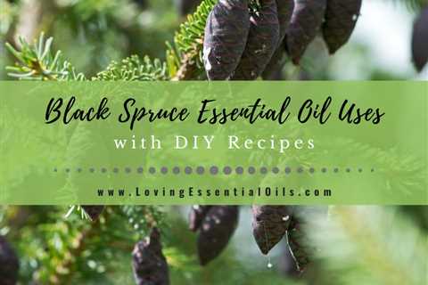 Black Spruce Essential Oil Recipes, Uses and Benefits Spotlight