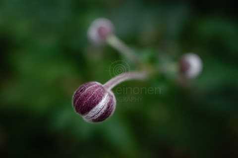 Aesthetic Closeup Flowers V