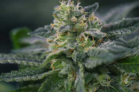 Strain Spotlight: Peanut Butter Breath