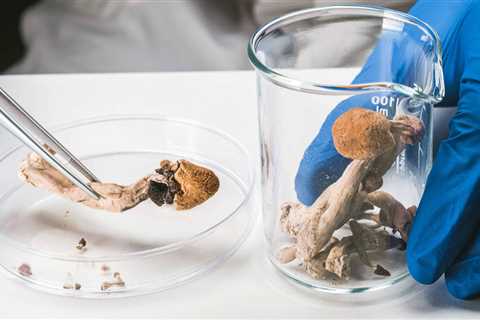 Arizona Bill Would Provide Grants for Magic Mushroom Trials