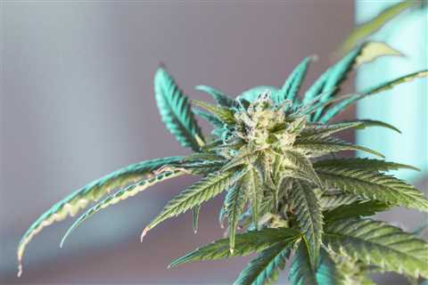Colorado Cannabis Sales Take Nosedive; Denver Among Hardest Hit