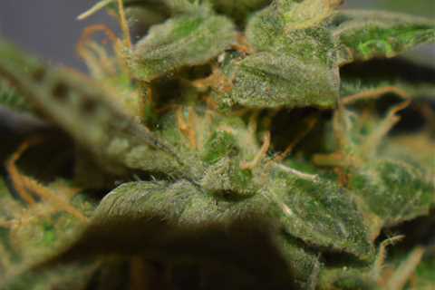 strong indica strain