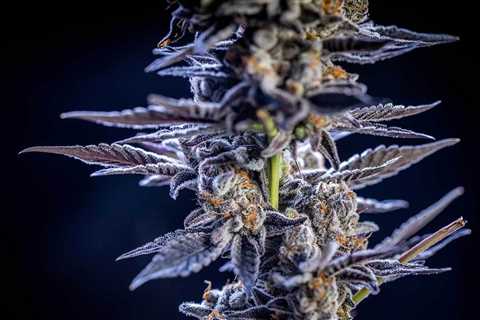 Top 5 Strains With the Highest THC