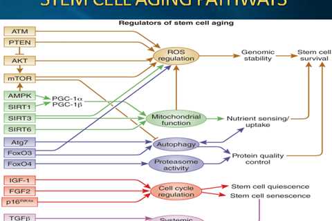 The Keto Diet and Autophagy