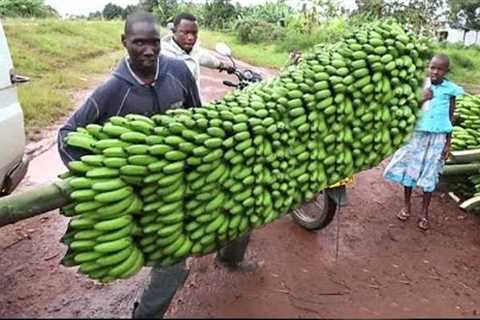 Amazing Organic Banana Growing, Harvesting & Exporting Process - Modern Banana Processing..