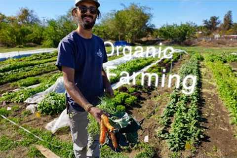 Simple Tips for starting an Organic Farm.