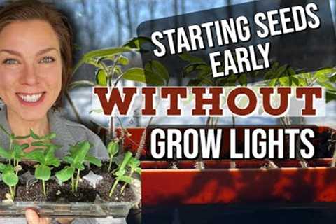 Starting Seeds Early Without Grow Lights