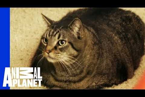 Beau Nugget The Cat Starts His Difficult Weight Loss Journey | My Big Fat Pet Makeover