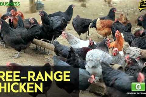 Free-Range Chicken Farming - FULL Version with English Subtitles | Agribusiness How It Works